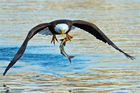 what is the physical sign of an eagle hunting|Eagle .